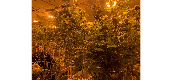 Man Arrested for Growing About 1500 Marijuana Plans, Stealing Electricity