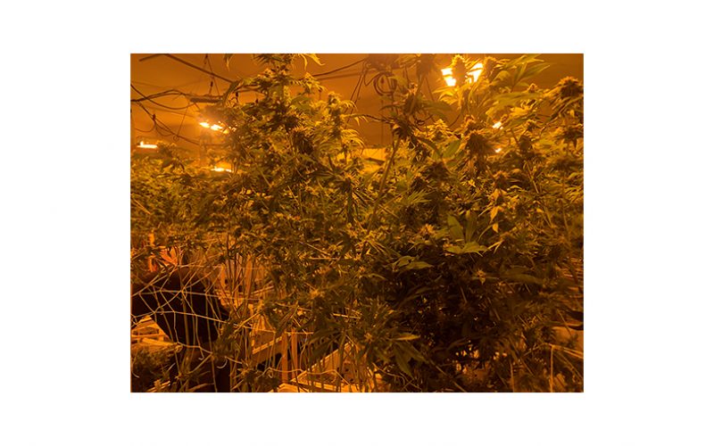 Man Arrested for Growing About 1500 Marijuana Plans, Stealing Electricity