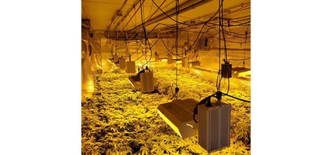 Illegal Indoor Cannabis Grow in East Linda