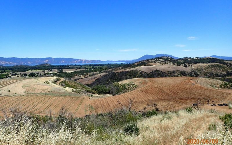 Large illegal marijuana grow site discovered