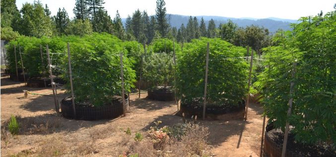 Another Calaveras Marijuana Team Recap in July