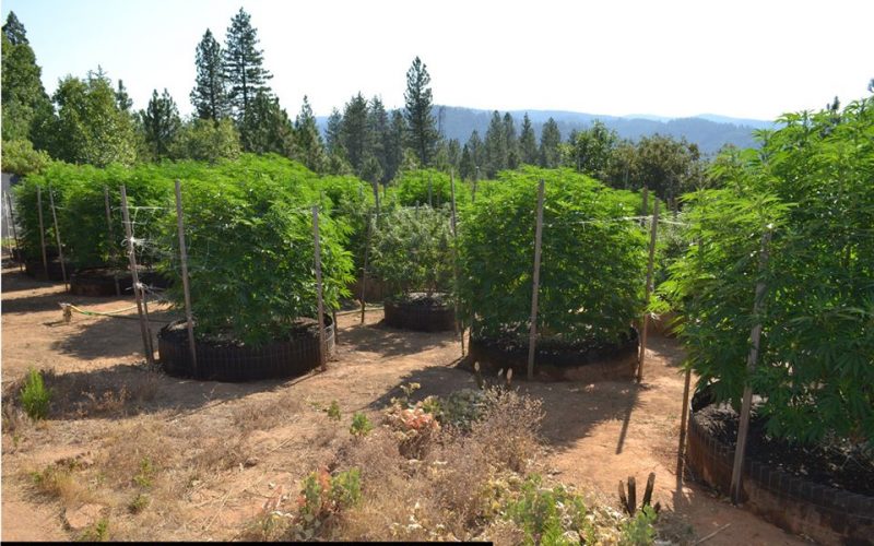 Another Calaveras Marijuana Team Recap in July