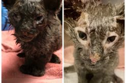 Animal Control Seeks Information in Suspected Animal Abuse Case