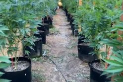 Six arrested at illegal grow site