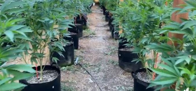 Six arrested at illegal grow site