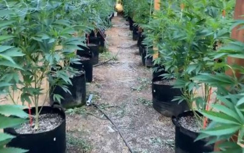 Six arrested at illegal grow site