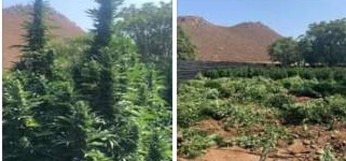 CRTF Seizes Several Tons of an Illegal, Unregulated-Marijuana Grow on Residential Property