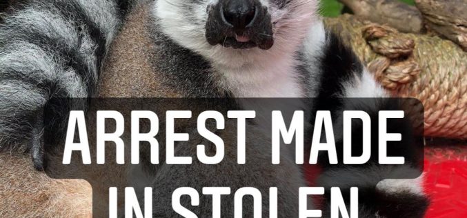 Man Accused of Stealing a Lemur from SF Zoo, Shoplifting and Vehicle Theft