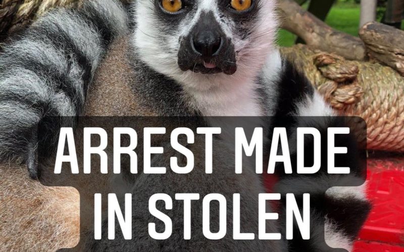 Man Accused of Stealing a Lemur from SF Zoo, Shoplifting and Vehicle Theft