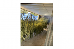 Kern County Sheriff’s Office breaks up illegal marijuana grow operation