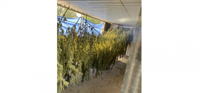 Kern County Sheriff’s Office breaks up illegal marijuana grow operation