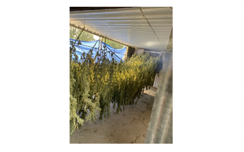 Kern County Sheriff’s Office breaks up illegal marijuana grow operation