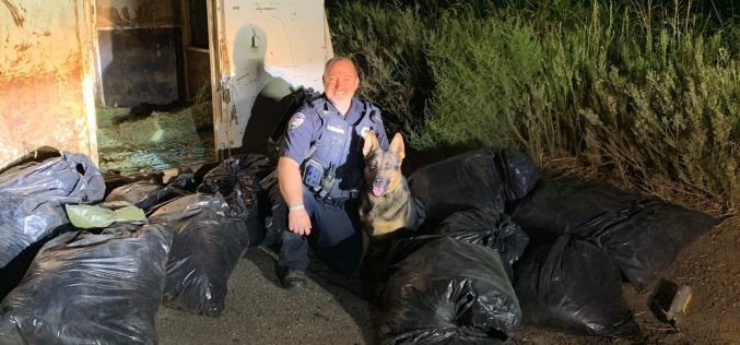 K9 Dutch helps detect horse trailer full of marijuana