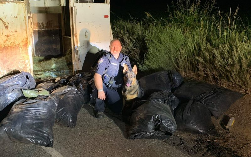 K9 Dutch helps detect horse trailer full of marijuana