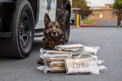 Merced CHP issues statement on K9 Beny’s recent drug bust