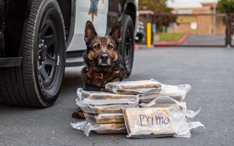 Merced CHP issues statement on K9 Beny’s recent drug bust