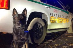 K-9 deputy Ronin helps Sheriff’s Office, CHP apprehend vehicle theft suspect