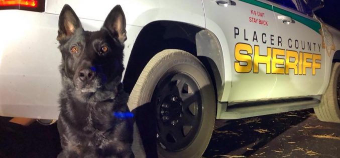 K-9 deputy Ronin helps Sheriff’s Office, CHP apprehend vehicle theft suspect