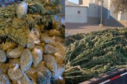 CONFISCATION OF OVER 1,000 POUNDS OF ILLEGAL MARIJUANA VALUED AT AN ESTIMATED $250,000