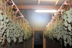 Glenn County authorities dismantle marijuana grow operation in converted warehouse