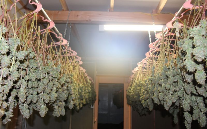 Glenn County authorities dismantle marijuana grow operation in converted warehouse