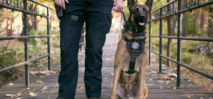 Chico Police K-9 Officer Pax helps apprehend man who ran from traffic stop