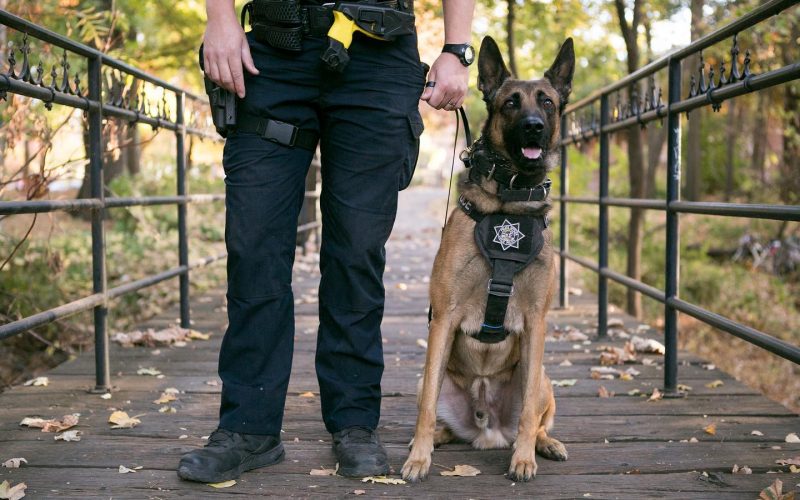 Chico Police K-9 Officer Pax helps apprehend man who ran from traffic stop