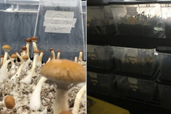 Mushrooms and other drugs seized