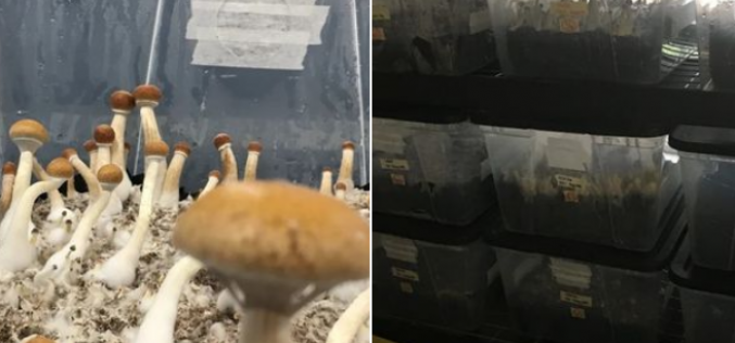 Mushrooms and other drugs seized