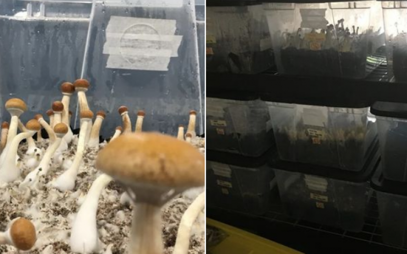 Mushrooms and other drugs seized