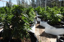 Calaveras County Marijuana Team Recap April 8th, 2021