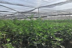 Vegetation Fire Reveals Massive Illegal Unregulated Indoor Marijuana Operation