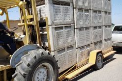 TCSO Detectives Track Down Thieves of Stolen Fruit Bins from WMJ Farms and Wonderful Citrus