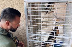 Red-Tailed Hawks Rescued Amongst Burglars’ Haul of Ghost Guns and Stolen Vehicles