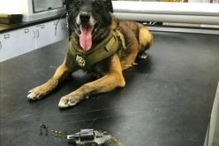 K9 Aron Finds Gun Hidden By Fleeing Felon