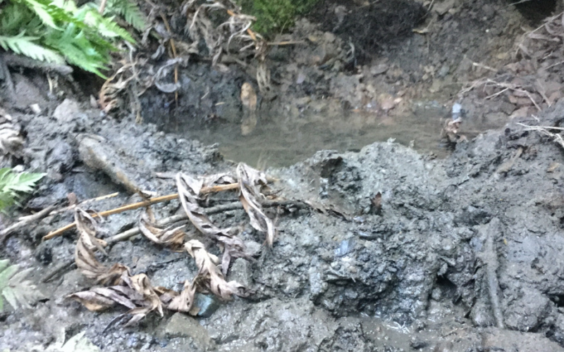 Marijuana Enforcement Team Watershed Protection Operation