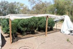 Illegal Pot Growers Busted