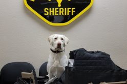 K-9 Olive assists in arrest of gun-toting gang member