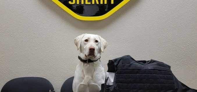 K-9 Olive assists in arrest of gun-toting gang member