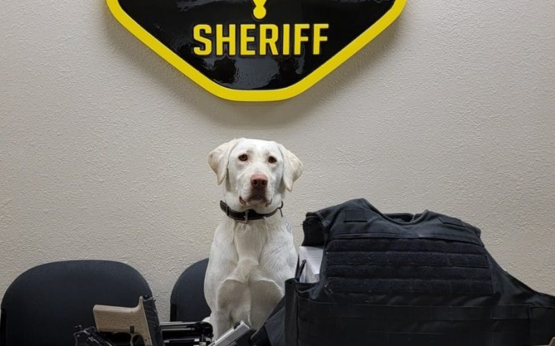 K-9 Olive assists in arrest of gun-toting gang member