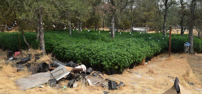 Calaveras County Sheriff’s Office Marijuana Team Recap August 5th and 19th, 2021