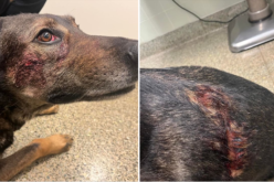 K9 Cort bitten and stabbed by crazed suspect