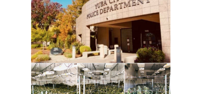 Yuba-Sutter narcotic and gang task force busts illegal marijuana grow