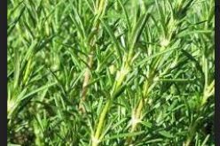 Farm Watch” Yields Arrest for Stealing Rosemary Plants