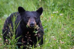 Man arrested for allegedly killing black bear in Mammoth Lakes