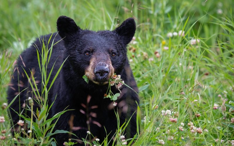 Man arrested for allegedly killing black bear in Mammoth Lakes