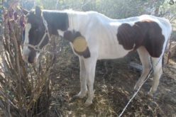 Lassen County Sheriff’s Arrests 3 Suspects for Animal Cruelty and Neglect