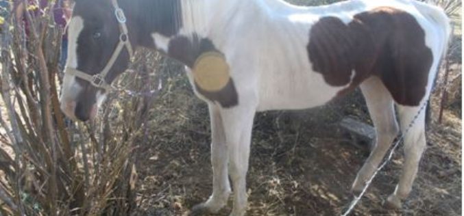 Lassen County Sheriff’s Arrests 3 Suspects for Animal Cruelty and Neglect