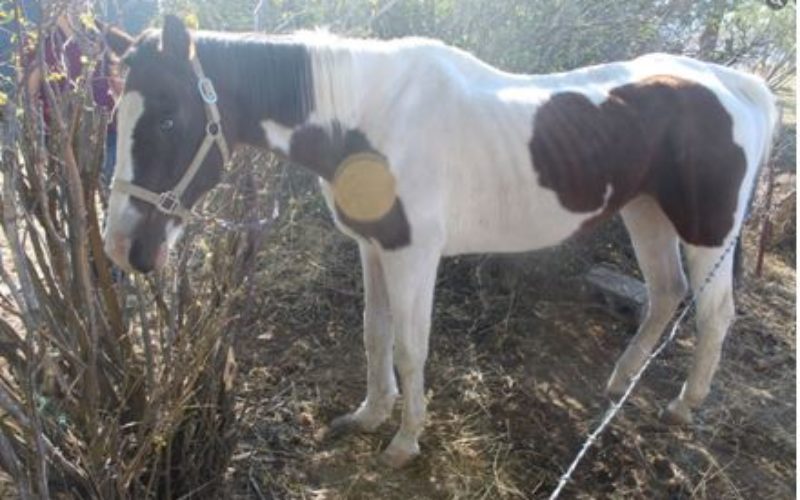 Lassen County Sheriff’s Arrests 3 Suspects for Animal Cruelty and Neglect