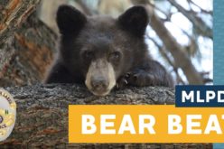 Mammoth Lakes PD Community Bear Issue Update